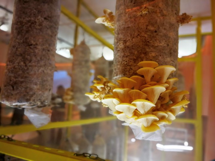 GroCycle Mushrooms - Food: Bigger than the Plate