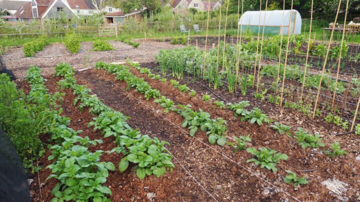 Vegetable Diva Vegetable Plot